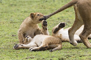 Lion cub bites the tail of lioness, pulling the tail, while two other cubs lie upside Lion cub bites the tail of lioness, pulling the tail, while two other cubs lie upside