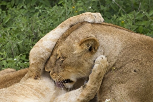 Lion cub grasps the head of lioness, while she licks his chest, close up, Ngorongoro Lion cub grasps the head of lioness, while she licks his chest, close up, Ngorongoro