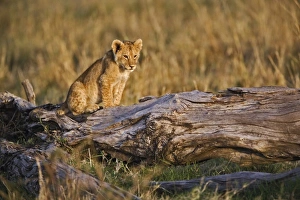 Lion cub on log, Panthera leo, Masai Mara, Kenya Lion cub on log, Panthera leo, Masai Mara, Kenya