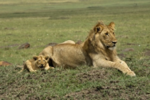 Lion cub with male lion, Masai Mara, Kenya, Africa Lion cub with male lion, Masai Mara, Kenya, Africa