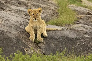 Lion Cub, Panthera leo, Serengeti National Park, Tanzania, Africa Lion Cub, Panthera leo, Serengeti National Park, Tanzania, Africa