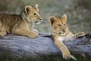 Lion cubs on log, Panthera leo, Masai Mara, Kenya Lion cubs on log, Panthera leo, Masai Mara, Kenya