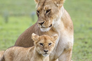 Lioness with its female cub, standing together, side by side, one head under the other Lioness with its female cub, standing together, side by side, one head under the other
