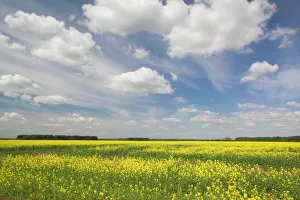 Lithuania Print: Central Field of Mustard Flowers