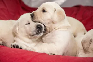 Litter of mischievous one month old Yellow Labrador puppies. (PR) Litter of mischievous one month old Yellow Labrador puppies. (PR)