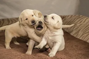 Litter of one month old Yellow Labrador puppies playing. (PR) Litter of one month old Yellow Labrador puppies playing. (PR)