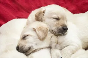 Litter of one month old Yellow Labrador puppies. (PR) Litter of one month old Yellow Labrador puppies. (PR)