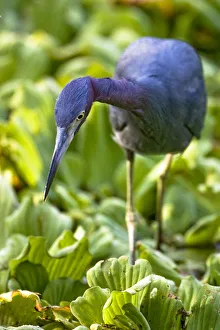 A little blue heron walks across the water on top of water lettuce at Corkscrew Audubon A little blue heron walks across the water on top of water lettuce at Corkscrew Audubon