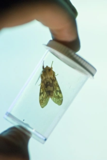 Live insect specimen held in front of insect screen that Dr. John McLean uses with black light Live insect specimen held in front of insect screen that Dr. John McLean uses with black light