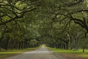 Live Oak Alley, Wormsloe Plantation, Savannah, USA Live Oak Alley, Wormsloe Plantation, Savannah, USA