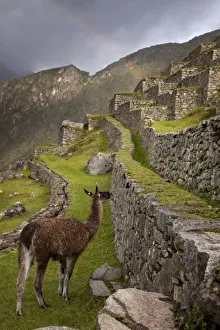 Machu Picchu Terraces Prints: Llama stands on