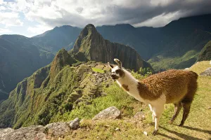 Prints of Llamas and an over look of Machu Picchu, ancient ruins, UNESCO world heritage site, Peru, South America Camelid Prints: Llama Print Over Machu Picchu Ruins