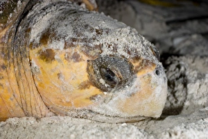 Loggerhead sea turtles, Caretta caretta, are threatened species under the Endangered Loggerhead sea turtles, Caretta caretta, are threatened species under the Endangered