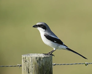 Loggerhead Shrike adult with food for young, Lanius ludovicianus, Celery fields Loggerhead Shrike adult with food for young, Lanius ludovicianus, Celery fields