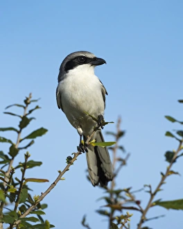 Loggerhead Shrike on lookout after feeding young, Lanius ludovicianus, Celery fields Loggerhead Shrike on lookout after feeding young, Lanius ludovicianus, Celery fields