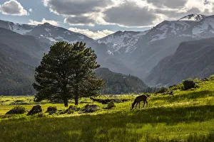 A lone deer grazes in the security of Rocky Mountain National Park in the Colorado Rocky A lone deer grazes in the security of Rocky Mountain National Park in the Colorado Rocky
