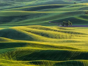 Lone tree in fields of wheat, peas and barley Lone tree in fields of wheat, peas and barley
