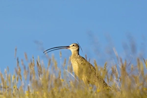 Long Billed Curlew in the grasslands of the Rocky mountain Front near Augusta, Montana Long Billed Curlew in the grasslands of the Rocky mountain Front near Augusta, Montana