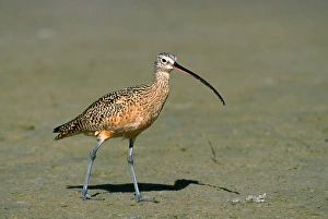 Long-billed Curlew (Numenius americanus). Americas largest sandpiper. USA, Florida Long-billed Curlew (Numenius americanus). Americas largest sandpiper. USA, Florida