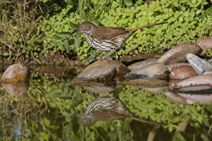 Long-billed Thrasher (Toxostoma longirostris) drinking and bathing Long-billed Thrasher (Toxostoma longirostris) drinking and bathing