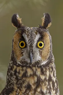 Long-eared owl, Asio otus, controlled situation, Montana Long-eared owl, Asio otus, controlled situation, Montana