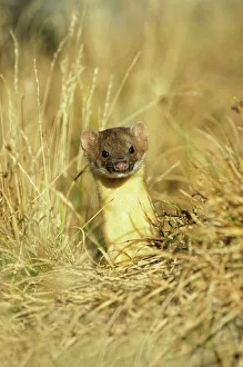 Long-tailed Weasel (Mustela frenata) Glacier National Park, MT Long-tailed Weasel (Mustela frenata) Glacier National Park, MT