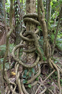 A long vine wraps itself around a rainforest tree beside the boardwalk connecting A long vine wraps itself around a rainforest tree beside the boardwalk connecting