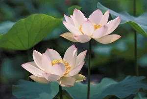 Lotus Flower Photography Prints: Lotus flower in