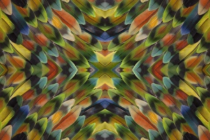 Beauty In Natural Patterns Prints: Lovebird tail feather pattern and design