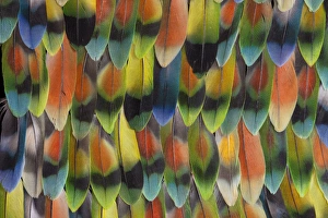 Lovebird tail feathers in multicolored display Lovebird tail feathers in multicolored display