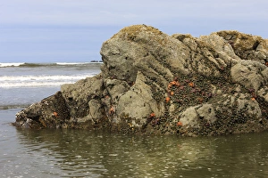 Low tide reveals sea life. Olympic National Park, Washington, US Low tide reveals sea life. Olympic National Park, Washington, US