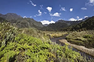 The lower Bigo Bog with giant lobelia and Carex, East Africa The lower Bigo Bog with giant lobelia and Carex, East Africa