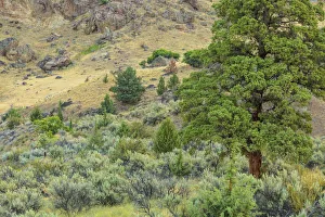 Lower Deschutes River area, Central Oregon, USA Lower Deschutes River area, Central Oregon, USA