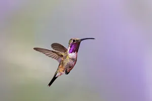 Lucifer hummingbird (Calothorax lucifer) male hovering Lucifer hummingbird (Calothorax lucifer) male hovering