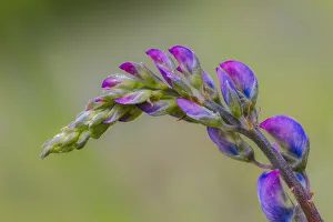 Lupine flower opening up, Olympic National Park, Washington State Lupine flower opening up, Olympic National Park, Washington State