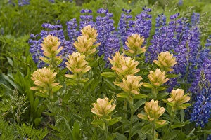 Lupine and Indian Paintbrush, Alaska Basin Shelf, near Driggs, Idaho Caribou-Targhee Lupine and Indian Paintbrush, Alaska Basin Shelf, near Driggs, Idaho Caribou-Targhee