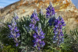 Lupine wildflowers along the Rocky Mountain Front near Choteau, Montana, USA Lupine wildflowers along the Rocky Mountain Front near Choteau, Montana, USA