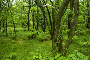 Lush geen forest in the Hallasan national forest on the Unesco world heritage sight Lush geen forest in the Hallasan national forest on the Unesco world heritage sight