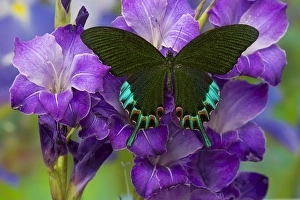 Luzon Peacock Swallowtail Butterfly from Philippines, Papilio hermeli Luzon Peacock Swallowtail Butterfly from Philippines, Papilio hermeli