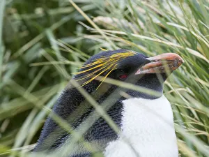 Macaroni Penguin (Eudyptes chrysolophus), standing in colony in typical dense Tussock Macaroni Penguin (Eudyptes chrysolophus), standing in colony in typical dense Tussock