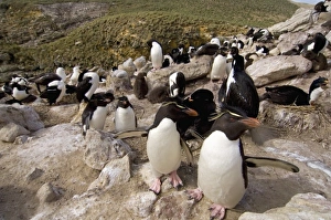 Macaroni penguins, black-browed albatross, and cormorants or blue-eyed shag, sharing Macaroni penguins, black-browed albatross, and cormorants or blue-eyed shag, sharing