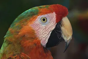 Tropical Parrot Images Prints: Macaw portrait