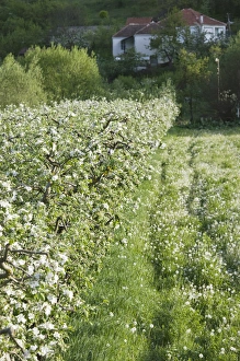 MACEDONIA, Svinista. Fruit Trees / Springtime MACEDONIA, Svinista. Fruit Trees / Springtime