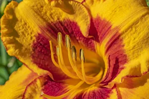 Macro of flower exposing stamen covered in pollen Macro of flower exposing stamen covered in pollen