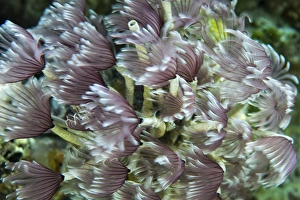 Macro photograph of Caribbean Feather Duster Tube Worms on a coral reef near Staniel Cay Macro photograph of Caribbean Feather Duster Tube Worms on a coral reef near Staniel Cay