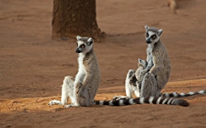 Madagascar, Berenty Lemur Reserve. Ring-tailed Lemurs (Lemur catta) with baby Madagascar, Berenty Lemur Reserve. Ring-tailed Lemurs (Lemur catta) with baby