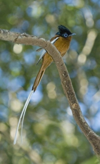 Madagascar Paradise-Flycatcher, (Terpsiphone mutata), Male, Ankarafantsika National Park Madagascar Paradise-Flycatcher, (Terpsiphone mutata), Male, Ankarafantsika National Park