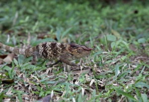 Madagascar. A young Oustalets Chamelion (Furcifer oustaleti). Endemic Madagascar. A young Oustalets Chamelion (Furcifer oustaleti). Endemic
