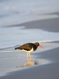 Magellanic Oystercatcher, Sea Lion Island, Falkland Islands Magellanic Oystercatcher, Sea Lion Island, Falkland Islands