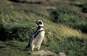 Magallanes Region Prints: Magellanic Penguin